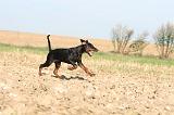 DOBERMANN 064